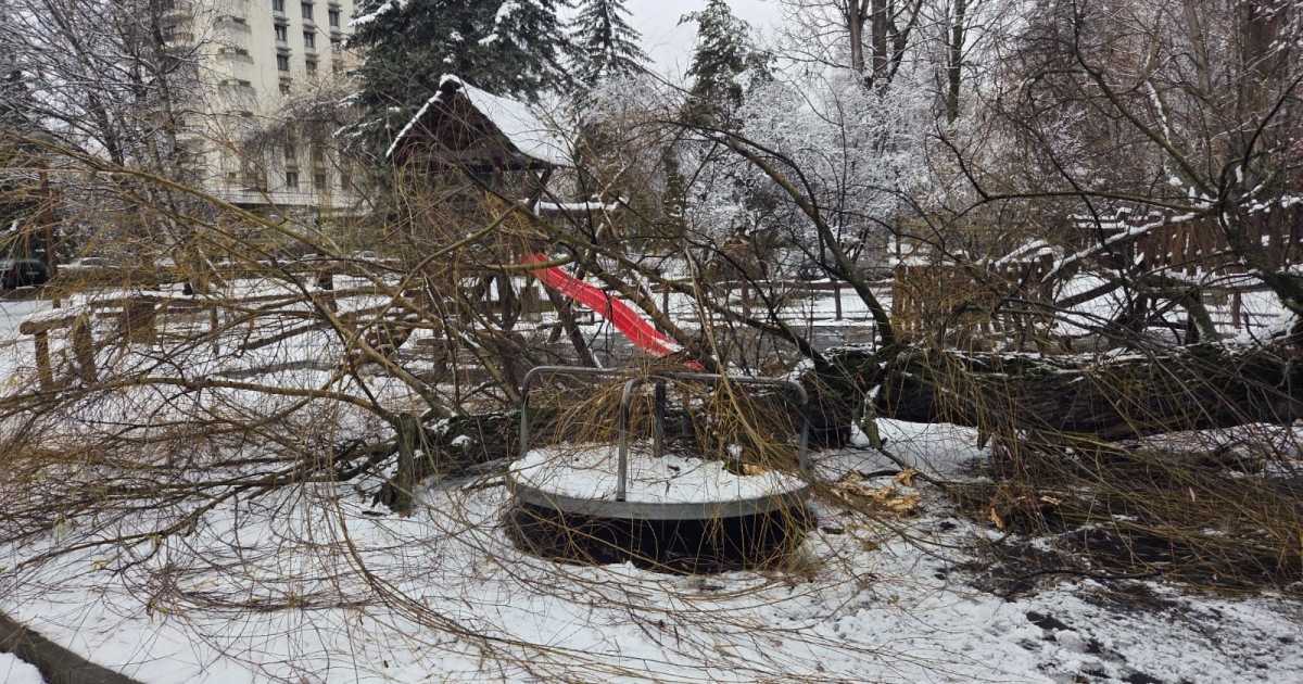 Korhadt fa dőlt ki a központi parkban